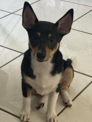 Reunited Male Dog last seen Bryan park, Miami, FL 33135