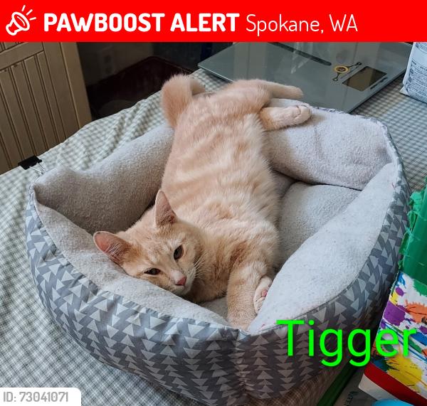 Lost Male Cat last seen N. Magnolia, Spokane, WA 99207