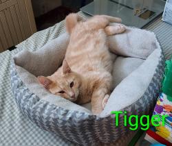 Lost Male Cat last seen N. Magnolia, Spokane, WA 99207