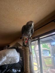 Lost Female Bird last seen Hwy 213, Oregon City, OR 97045