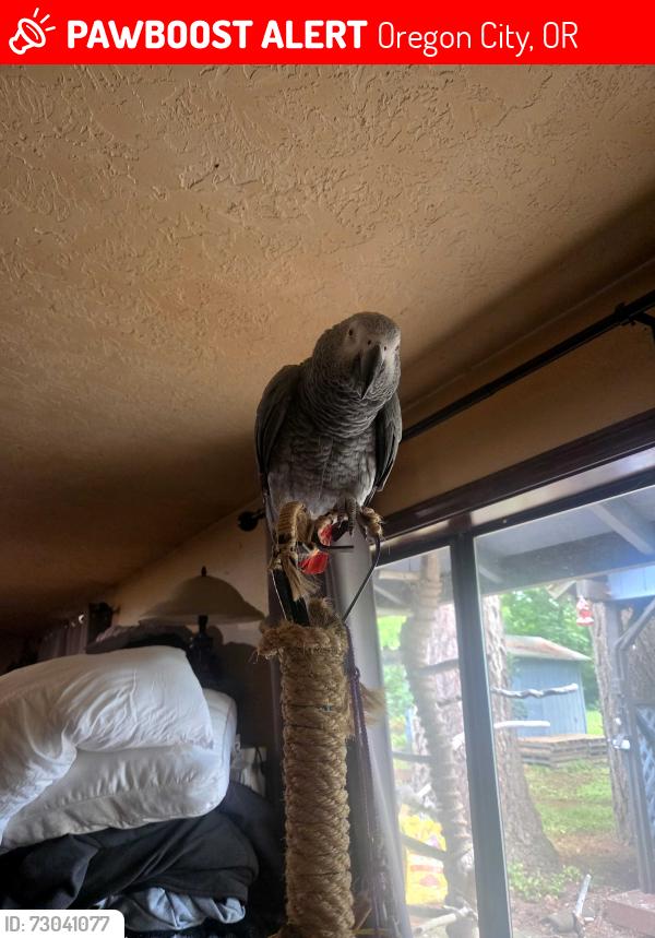 Lost Female Bird last seen Hwy 213, Oregon City, OR 97045