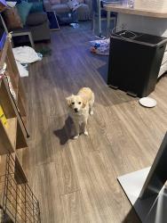 Found/Stray Female Dog last seen La sierra and Fillmore st, Riverside, CA 91719