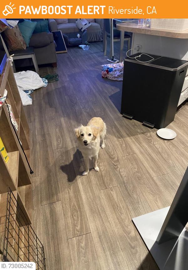 Found/Stray Female Dog last seen La sierra and Fillmore st, Riverside, CA 91719