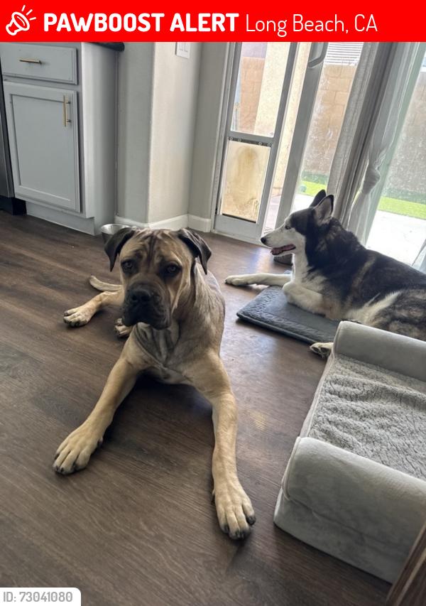 Lost Female Dog last seen Santa Fe Ave & W Cameron St, Long Beach, CA 90810