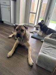 Lost Female Dog last seen Santa Fe Ave & W Cameron St, Long Beach, CA 90810