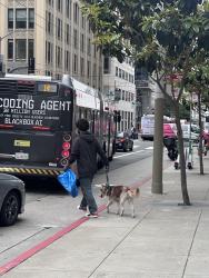 Lost Unknown Dog last seen Near Mission Street San Francisco , San Francisco, CA 94105
