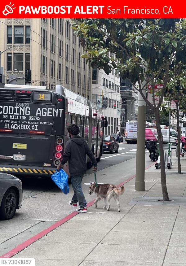 Lost Unknown Dog last seen Near Mission Street San Francisco , San Francisco, CA 94105