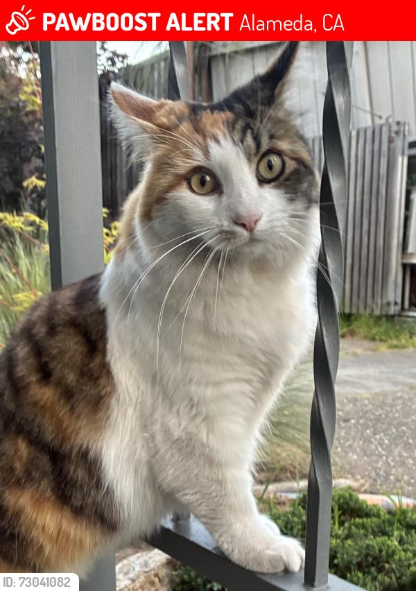 Lost Female Cat last seen Union at Santa Clara , Alameda, CA 94501