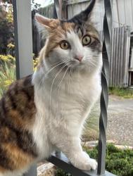 Lost Female Cat last seen Union at Santa Clara , Alameda, CA 94501