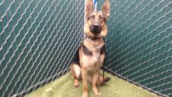 Shelter Stray Female Dog last seen , 11258 Garfield Ave, Downey, CA 90242, USA