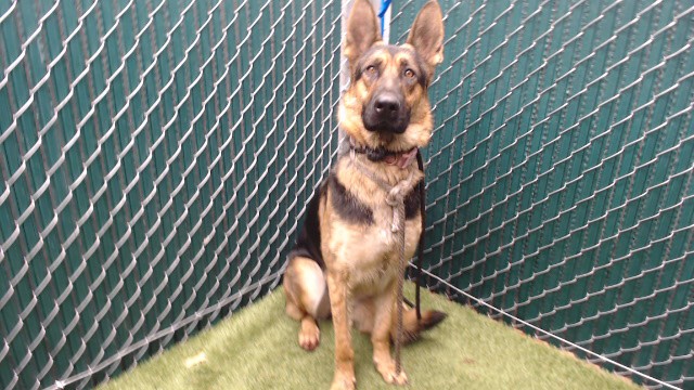 Shelter Stray Female Dog last seen , 11258 Garfield Ave, Downey, CA 90242, USA