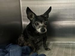 Shelter Stray Female Dog last seen , 1850 W 60th St, Los Angeles, CA 90047, USA