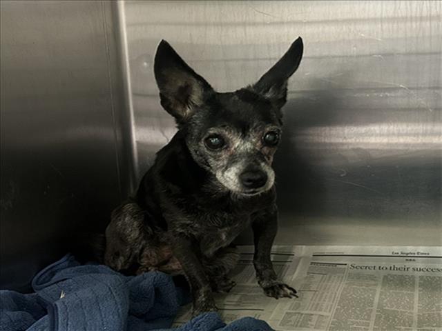 Shelter Stray Female Dog last seen , 1850 W 60th St, Los Angeles, CA 90047, USA