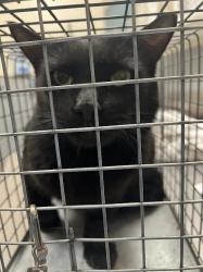 Shelter Stray Male Cat last seen Near BLOCK S MARYLAND PKWY, LAS VEGAS NV 89183, 655 N Mojave Rd, Las Vegas, NV 89101, USA
