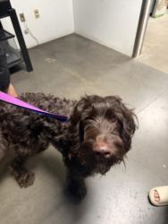 Shelter Stray Male Dog last seen , West Valley Animal Shelter, 20655 Plummer St, Chatsworth, CA 91311, USA