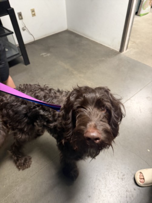 Shelter Stray Male Dog last seen , West Valley Animal Shelter, 20655 Plummer St, Chatsworth, CA 91311, USA