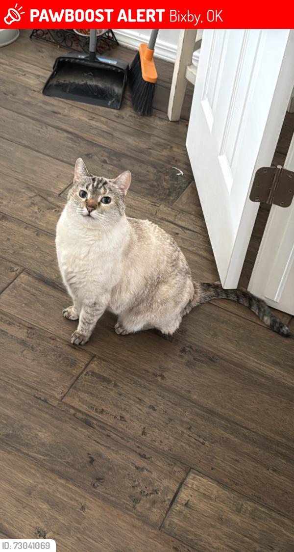 Lost Female Cat last seen 121st and Sheridan, Bixby, OK 74008
