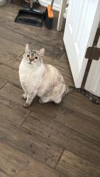 Lost Female Cat last seen 121st and Sheridan, Bixby, OK 74008