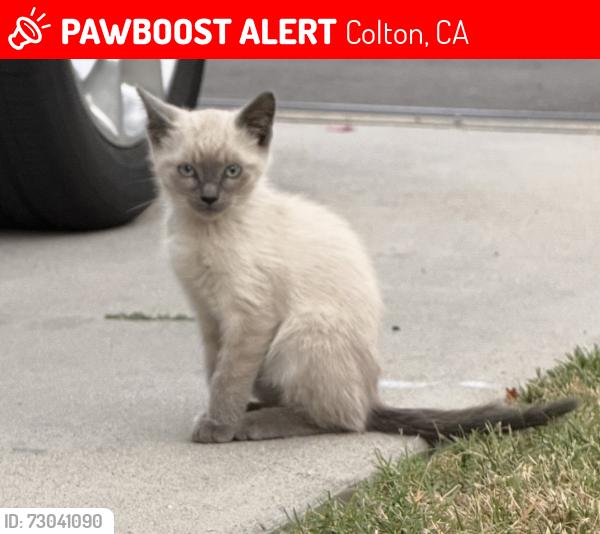Lost Male Cat last seen N La Cadena Dr, Colton, Ca, Colton, CA 92324