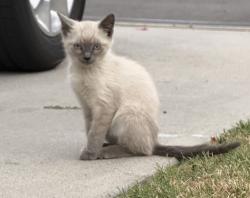 Lost Male Cat last seen N La Cadena Dr, Colton, Ca, Colton, CA 92324