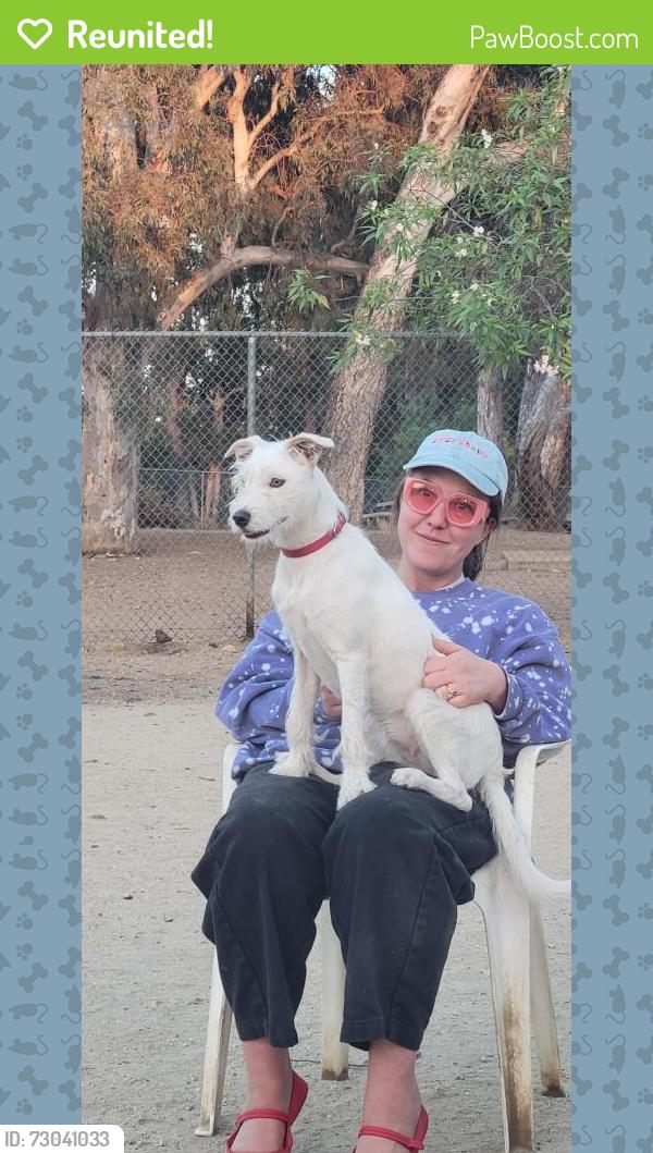 Reunited Unknown Dog last seen Franklin Avenue, Los Angeles, CA 90038