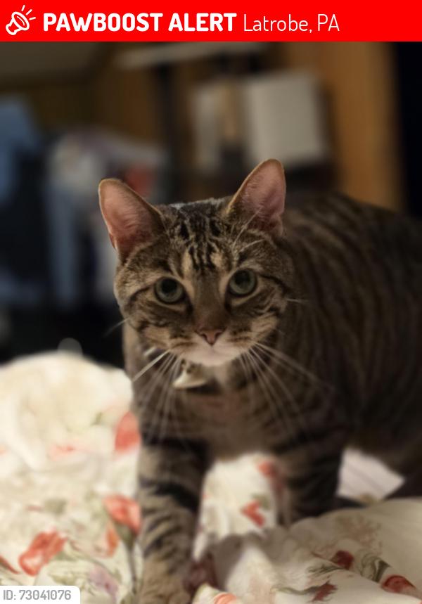 Lost Male Cat last seen Darlington Rd and Orchard Ln, Latrobe, PA 15650