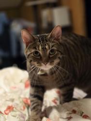 Lost Male Cat last seen Darlington Rd and Orchard Ln, Latrobe, PA 15650
