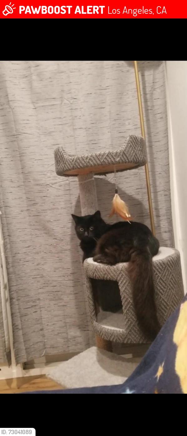 Lost Male Cat last seen Figueroa and 92nd st, Los Angeles, CA 90044