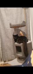 Lost Male Cat last seen Figueroa and 92nd st, Los Angeles, CA 90044