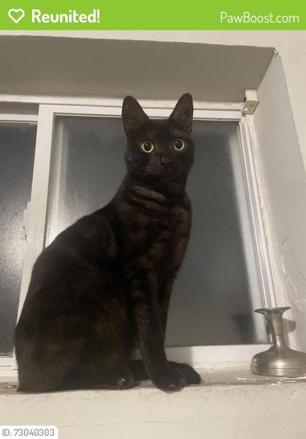 Reunited Male Cat last seen Greenwich Street between 23rd and 24th, Philadelphia, PA 19146