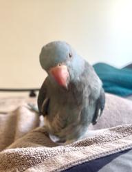 Lost Female Bird last seen Chappell st & Mount View Rd Thomastown, Thomastown, VIC 3074