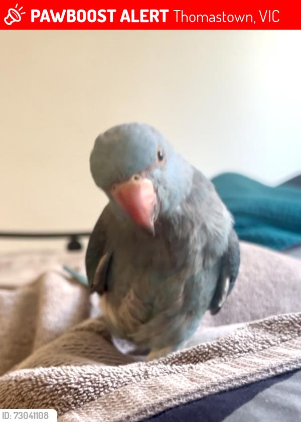 Lost Female Bird last seen Chappell st & Mount View Rd Thomastown, Thomastown, VIC 3074