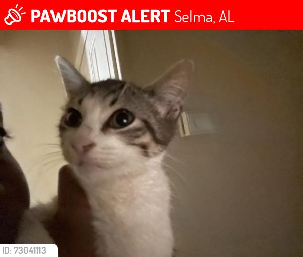 Lost Male Cat last seen my hse, Selma, AL 36703