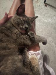 Reunited Unknown Cat last seen Running creek Dr, Ballwin, MO 63021