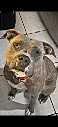 Reunited Male Dog last seen Sunrise , Sunrise, FL 33351