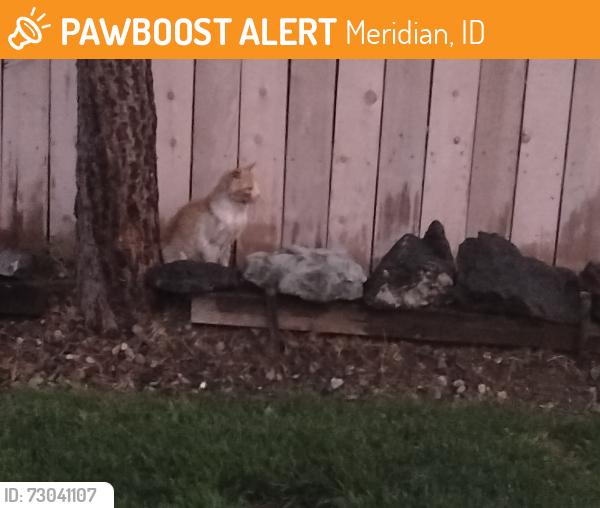 Found/Stray Unknown Cat last seen franklin, Meridian rds, Meridian, ID 83642