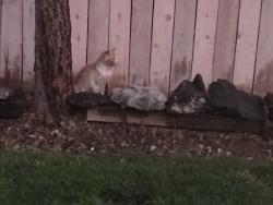 Found/Stray Unknown Cat last seen franklin, Meridian rds, Meridian, ID 83642