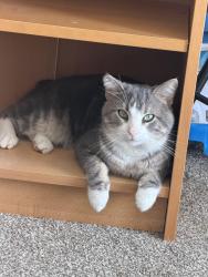 Lost Male Cat last seen 7th st Nw, New Brighton, New Brighton, MN 55112
