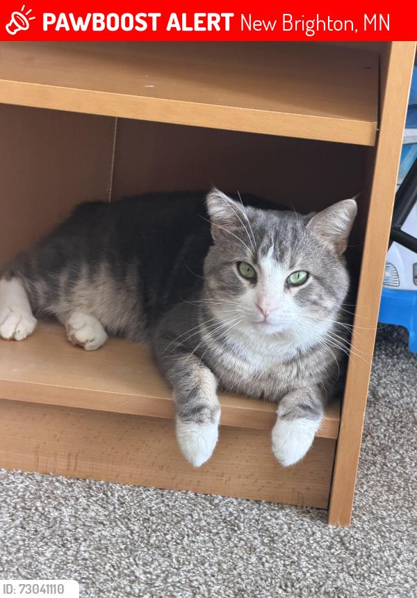 Lost Male Cat last seen 7th st Nw, New Brighton, New Brighton, MN 55112