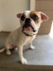 Found/Stray Male Dog last seen Lark Ellen & Tudor, Vincent, CA 91722