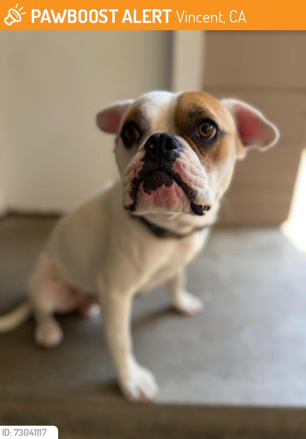 Found/Stray Male Dog last seen Lark Ellen & Tudor, Vincent, CA 91722