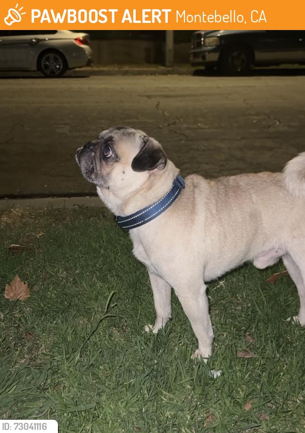 Found/Stray Male Dog last seen Heading towards Olympic , Montebello, CA 90640
