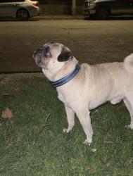 Found/Stray Male Dog last seen Heading towards Olympic , Montebello, CA 90640
