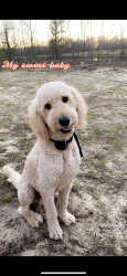 Lost Male Dog last seen Hillbridge Road Dublin, GA, Dublin, GA 31021
