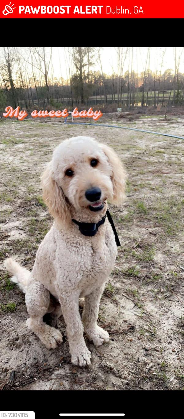 Lost Male Dog last seen Hillbridge Road Dublin, GA, Dublin, GA 31021