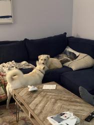 Reunited Female Dog last seen Sheffield & Oxford, Encinitas, CA 92007