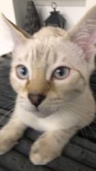 Reunited Male Cat last seen Rexal , Newmarket, ON L3X 2P9