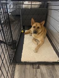 Lost Male Dog last seen 1309tennis dr Bedford tx, Bedford, TX 76022