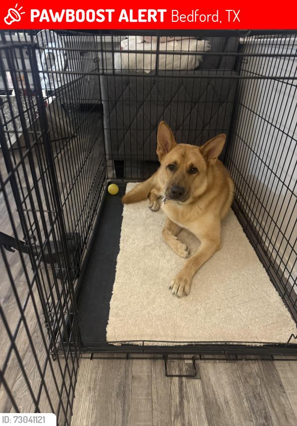 Lost Male Dog last seen 1309tennis dr Bedford tx, Bedford, TX 76022