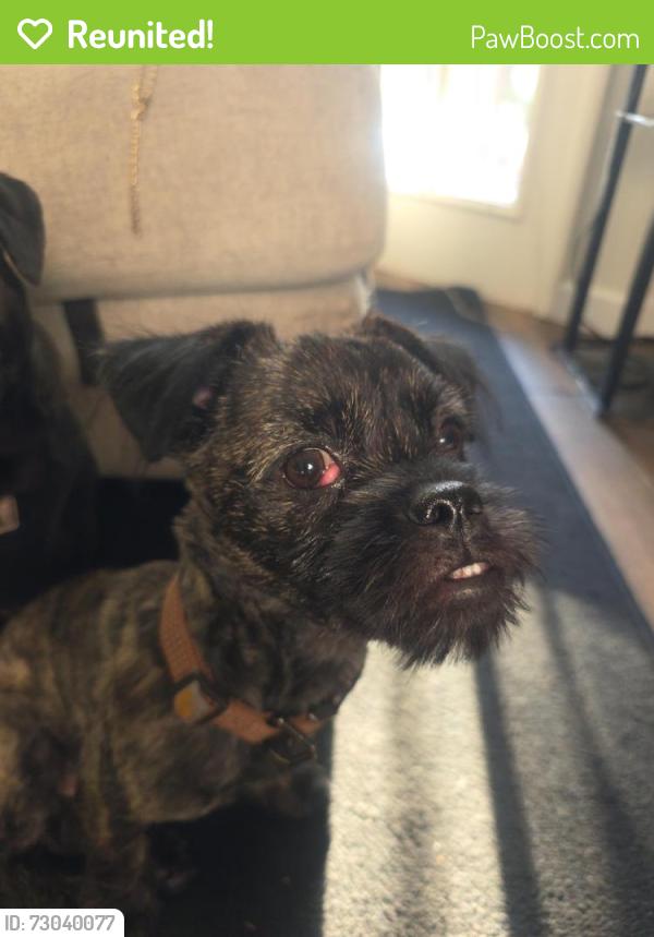 Reunited Male Dog last seen Last juntas & iron horse trail, Walnut Creek, CA 94597